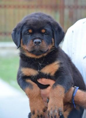 Rottweiler - Vienna Dogs, Puppies