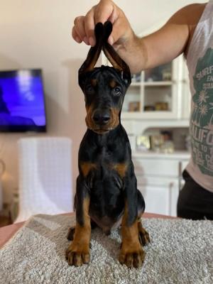 Doberman puppies - Vienna Dogs, Puppies