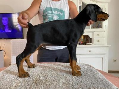 Doberman puppies - Vienna Dogs, Puppies