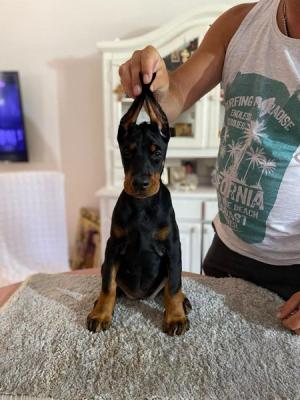 Doberman puppies - Vienna Dogs, Puppies