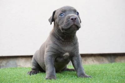 Bluenose Pitbull-Welpen - Vienna Dogs, Puppies