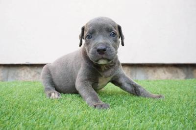 Bluenose Pitbull-Welpen - Vienna Dogs, Puppies