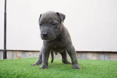 Bluenose Pitbull-Welpen - Vienna Dogs, Puppies