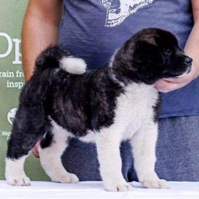 Amerikanische Akita-Welpen - Vienna Dogs, Puppies