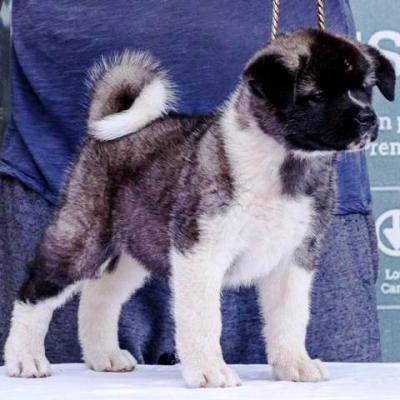 Amerikanische Akita-Welpen - Vienna Dogs, Puppies