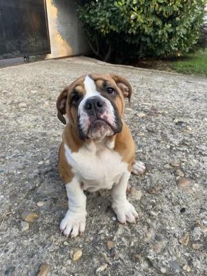 English bulldog - Vienna Dogs, Puppies