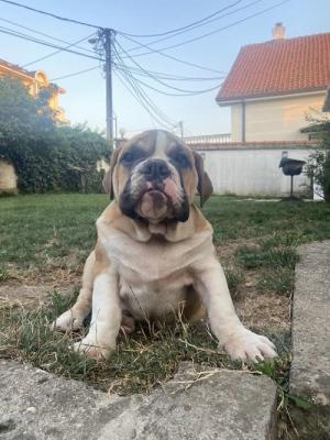 English bulldog - Vienna Dogs, Puppies