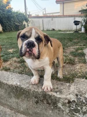 English bulldog - Vienna Dogs, Puppies