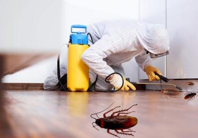 Pest-Control in Benoni - JT Solution - Benoni Other