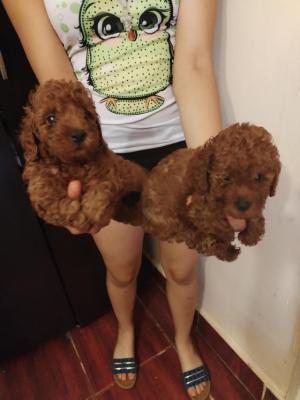 Red to that poodle - Vienna Dogs, Puppies