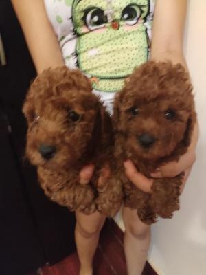 Red to that poodle - Vienna Dogs, Puppies