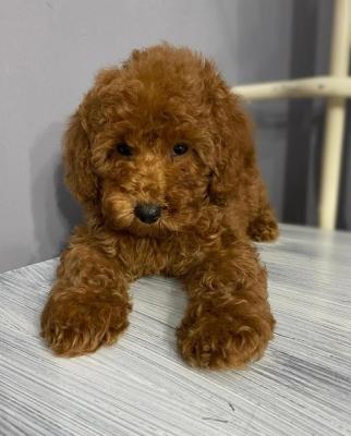 Miniature red poodle puppies - Vienna Dogs, Puppies