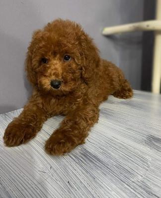 Miniature red poodle puppies - Vienna Dogs, Puppies