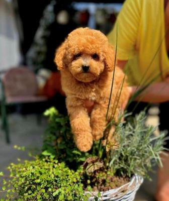 Teddybär-Zwergpudel - Vienna Dogs, Puppies