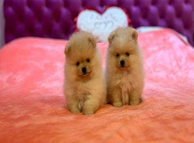 Pomeranian superb beautiful puppies - Vienna Dogs, Puppies