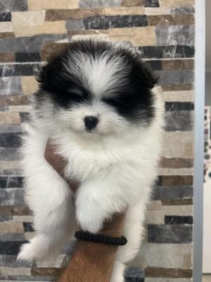 Pomeranian superb beautiful puppies - Vienna Dogs, Puppies