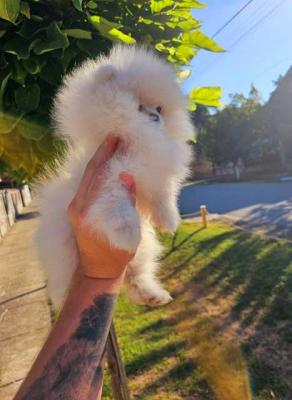 Pomeranian Spitz, weiblicher Welpe - Berlin Dogs, Puppies