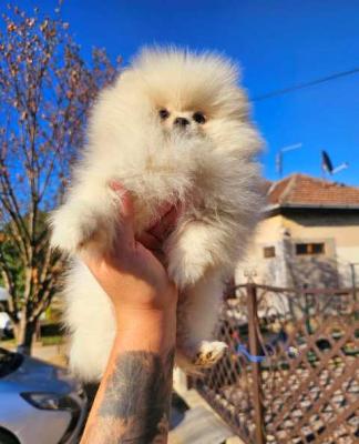 Pomeranian Spitz, weiblicher Welpe - Berlin Dogs, Puppies