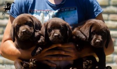 Labrador retriever puppies - Vienna Dogs, Puppies