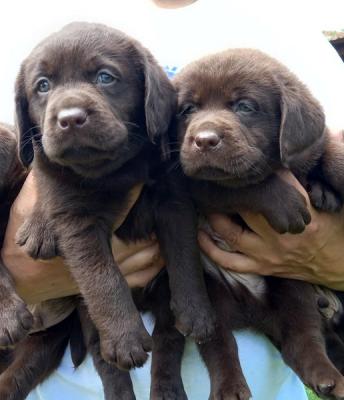 Labrador retriever puppies - Vienna Dogs, Puppies