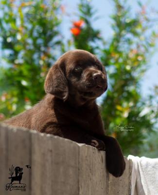 Labrador retriever puppies - Zurich Dogs, Puppies