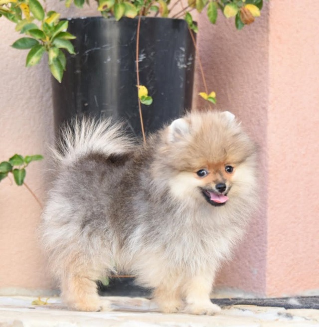 Pomeranians - Vienna Dogs, Puppies