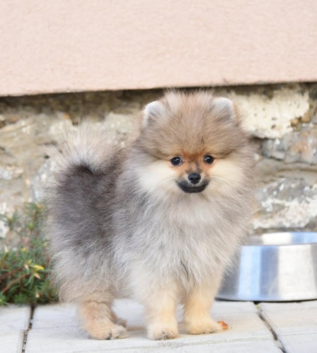 Pomeranians - Vienna Dogs, Puppies