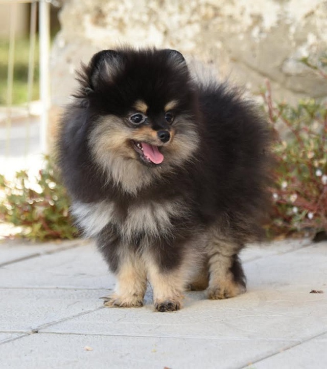 Pomeranians - Vienna Dogs, Puppies