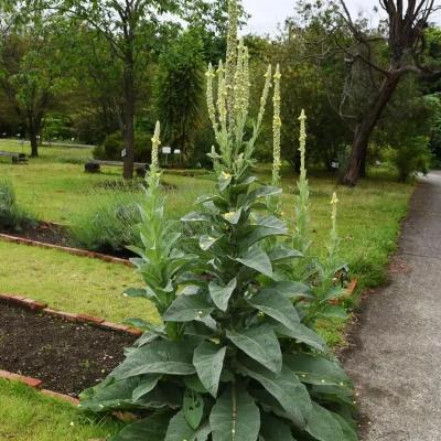 Grow Common Mullein (10000 seeds), hand Crafted Goods at The Rike