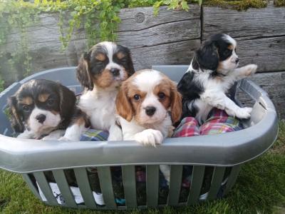 Cavalier King Charles spaniel Puppies - Sharjah Birds