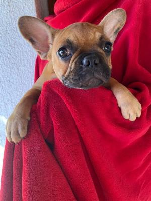 French bulldog puppies - Zurich Dogs, Puppies