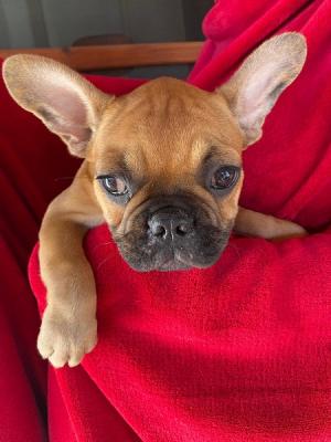 French bulldog puppies - Zurich Dogs, Puppies