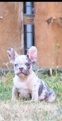 FRENCH BULLDOG - exotic colors