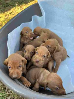 Hungarian vizle puppies - Vienna Dogs, Puppies