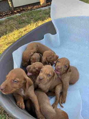 Hungarian vizle puppies - Vienna Dogs, Puppies