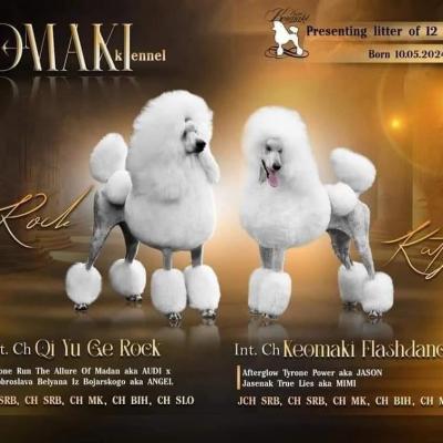 Royal/large poodle puppy - Vienna Dogs, Puppies