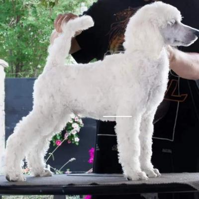 Royal/large poodle puppy - Vienna Dogs, Puppies