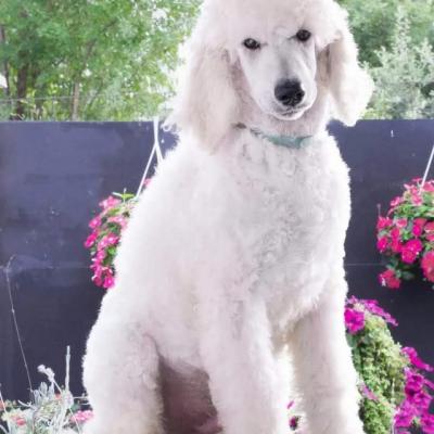 Royal/large poodle puppy - Vienna Dogs, Puppies