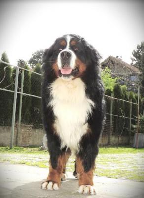 Bernese mountain dog - Vienna Dogs, Puppies