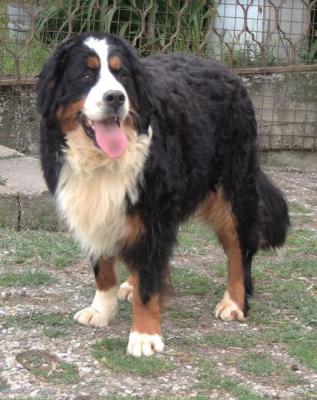 Bernese mountain dog - Vienna Dogs, Puppies