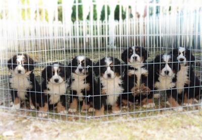 Bernese mountain dog - Vienna Dogs, Puppies