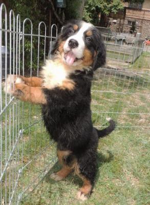 Bernese mountain dog - Vienna Dogs, Puppies