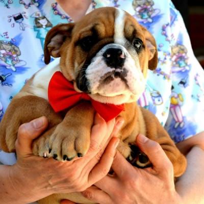 English Bulldog, top breed 