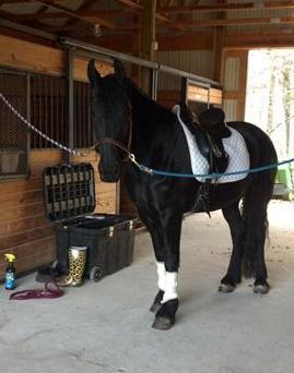 stunning friesian family horse - Kuwait Region Other