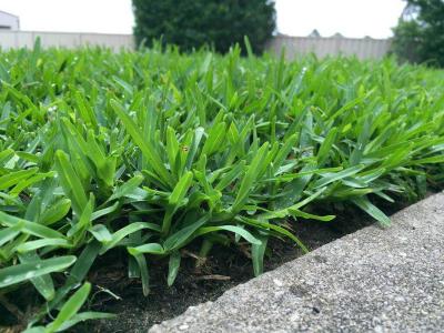 Give Your Lawn a Perfect Makeover with Soft Leaf Buffalo Turf