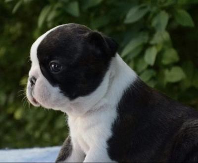 Boston terrier