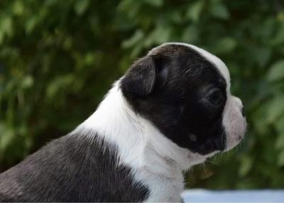 Boston terrier - Vienna Dogs, Puppies