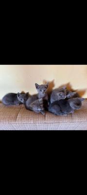 Russian Blue Cat - Vienna Dogs, Puppies