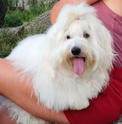 Coton de Tulear - Vienna Dogs, Puppies