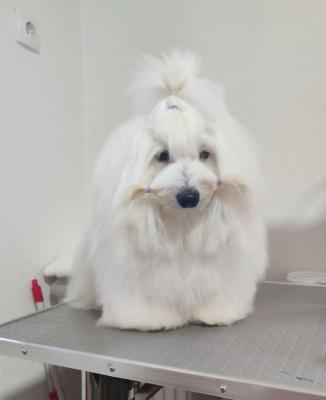 Coton de Tulear - Vienna Dogs, Puppies